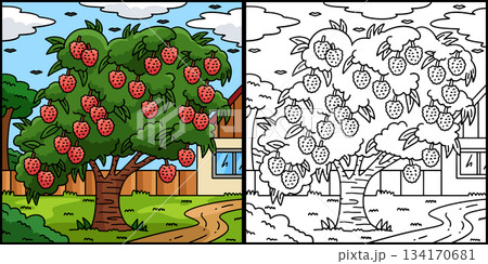 Lychee Tree Fruit Plant Coloring Page Illustration 134170681