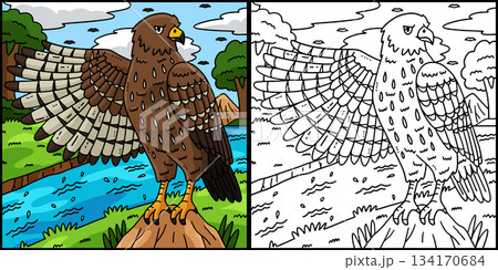 Forest Animal Buzzard Bird Coloring Illustration Forest Animal Buzzard Bird Coloring Illustration 134170684