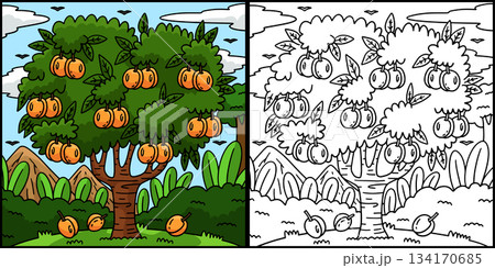Apricot Tree Fruit Plant Coloring Illustration  134170685