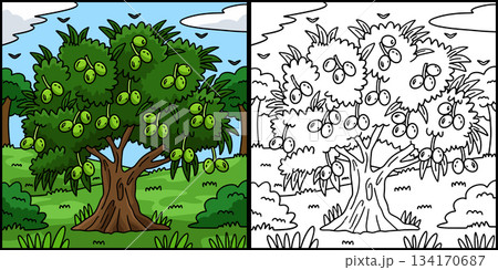 Olive Tree Fruit Plant Coloring Page Illustration  134170687