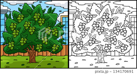 Macadamia Tree Fruit Plant Coloring Illustration  134170691