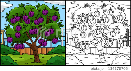 Plum Tree Fruit Plant Coloring Page Illustration  134170706