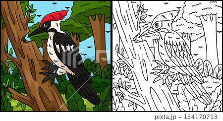 Forest Animal Woodpecker Coloring Illustration  134170713