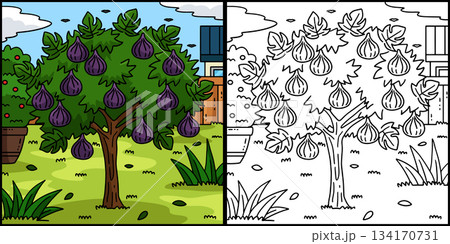 Fig Tree Fruit Plant Coloring Page Illustration  134170731