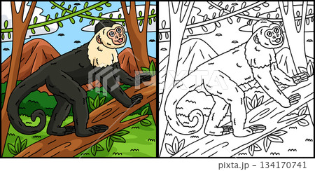Capuchin Monkey Coloring Page Colored Illustration 134170741