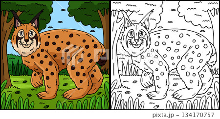 Forest Animal Lynx Coloring Page Illustration  134170757