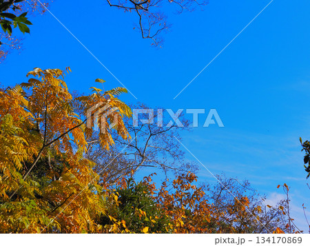 紅葉した木と青空 134170869