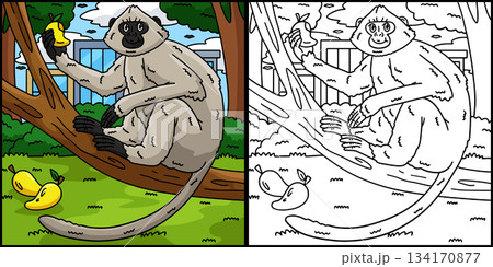 Hanuman Langur Monkey Coloring Page Illustration  134170877