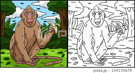 Crab Eating Macaque Monkey Coloring Illustration  134170879