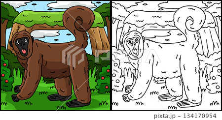 Woolly Monkey Coloring Page Colored Illustration  134170954