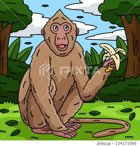 Crab Eating Macaque Monkey Colored Cartoon Crab Eating Macaque Monkey Colored Cartoon 134171098