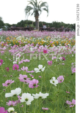 公園のコスモス畑 公園のコスモス畑 134171230