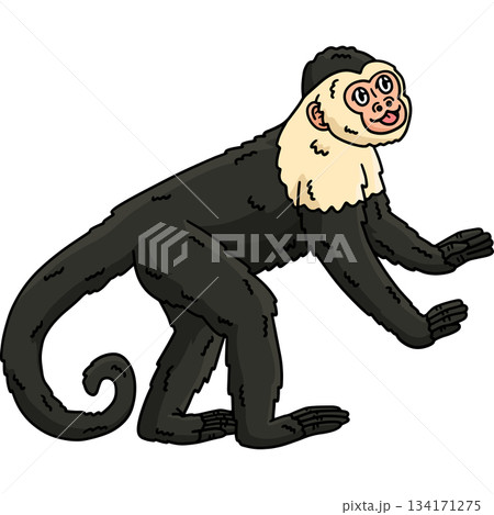 Capuchin Monkey Animal Cartoon Colored Clipart Capuchin Monkey Animal Cartoon Colored Clipart 134171275