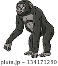 Bonobo Great Ape Animal Cartoon Colored Clipart  134171280
