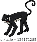 Geoffroy Spider Monkey Animal Cartoon Clipart  134171285
