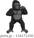 Gorilla Chest Beating Cartoon Colored Clipart  134171290