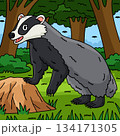 Forest Animal Badger Colored Cartoon Illustration  134171305