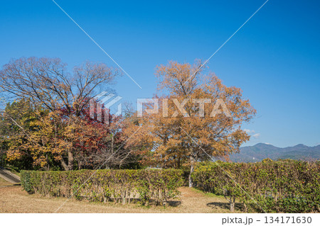 初冬の嵐山東公園　京都市 134171630