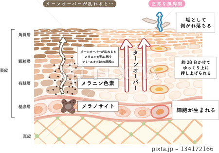 水彩イラストで肌のターンオーバーがわかる断面図 134172166