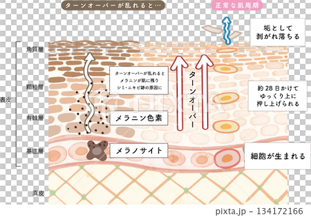 Watercolor illustration of a cross-section showing skin turnover 134172166