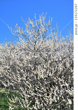 青空に咲き誇る満開の白梅　早春の訪れ　　　　　 134172267