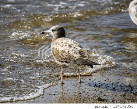 波打ち際で佇むウミネコの若鳥 134172356