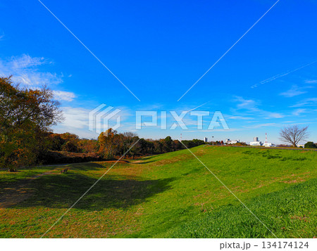 紅葉の始まった下総台地国府台 134174124