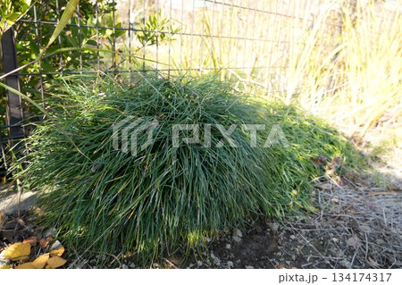 庭に植えられたリュウノヒゲ 134174317