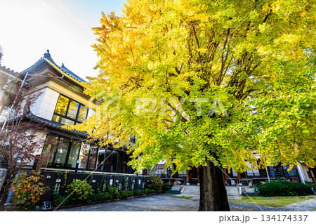 光永寺の大イチョウの紅葉　【長崎市】 134174337