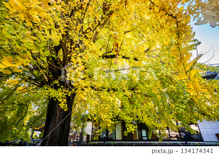 光永寺の大イチョウの紅葉　【長崎市】 134174341