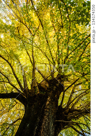 光永寺の大イチョウの紅葉　【長崎市】 134174350
