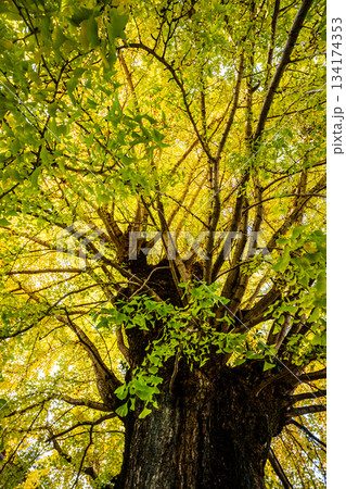 光永寺の大イチョウの紅葉 【長崎市】 光永寺の大イチョウの紅葉 【長崎市】 134174353