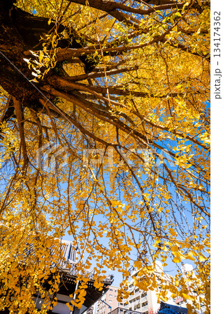 光永寺の大イチョウの紅葉　【長崎市】 134174362