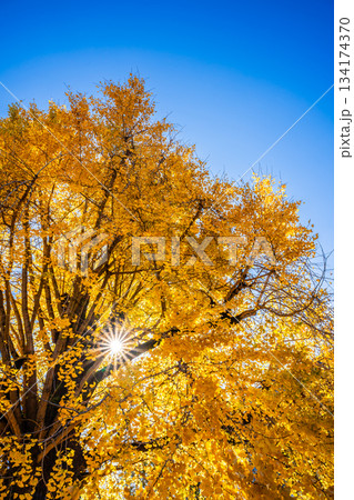 光永寺の大イチョウの紅葉　【長崎市】 134174370