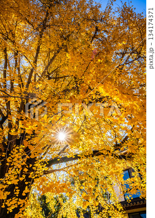 光永寺の大イチョウの紅葉　【長崎市】 134174371