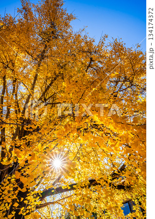 光永寺の大イチョウの紅葉　【長崎市】 134174372