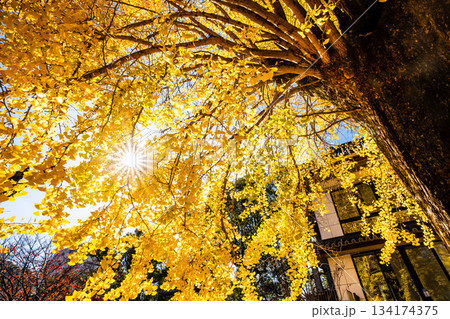 光永寺の大イチョウの紅葉 【長崎市】 光永寺の大イチョウの紅葉 【長崎市】 134174375