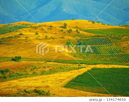 Outdoor agriculture landscape, farm and mountains with plants, leaves and sustainability for ecology with crops. Sustainable farming, agro countryside and hill for eco friendly development in nature Outdoor agriculture landscape, farm and mountains with plants, leaves and sustainability for ecology with crops. Sustainable farming, agro countryside and hill for eco friendly development in nature 134174650