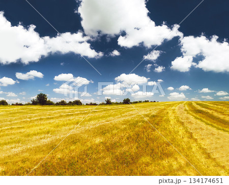 Grass, landscape and outdoor with sky, clouds and golden field in countryside with summer sunshine. Earth, natural aesthetic and farming land with mock up space on horizon for ecology by background 134174651