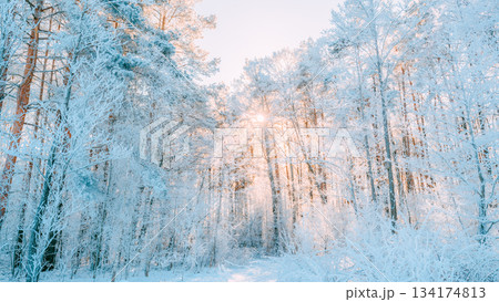 Sunset Sunrise Sun Sunshine In Sunny Winter Snowy Coniferous Forest. Sunlight Through Woods In Winter Forest Landscape. Sunset Sunrise Sun Sunshine In Sunny Winter Snowy Coniferous Forest. Sunlight Through Woods In Winter Forest Landscape. 134174813