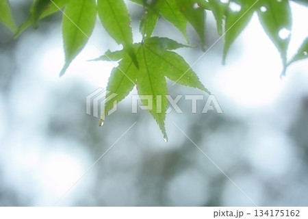 夏を乗り越えて 134175162