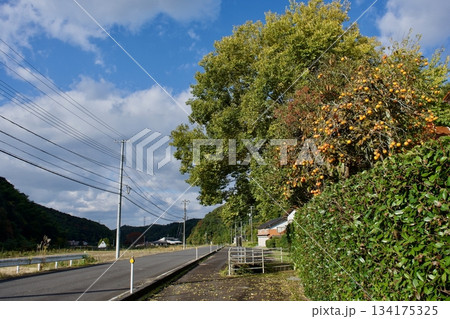 山陰の秋　島根の柿の実の生る農村風景 134175325