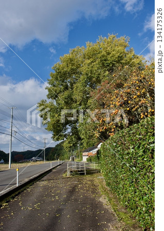 山陰の秋　島根の柿の実の生る農村風景 134175326