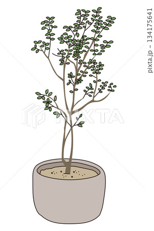 商業施設の植栽デザイン｜おしゃれな外構・低木・シンボルツリーのベクターイラスト 134175641