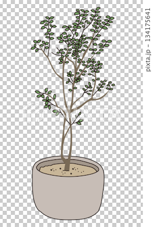 商業施設の植栽デザイン｜おしゃれな外構・低木・シンボルツリーのベクターイラスト 134175641