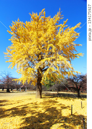 代々木公園の紅葉 134175927