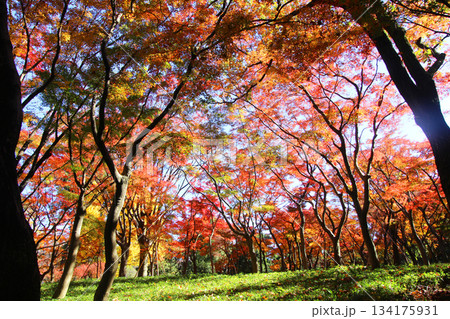 北の丸公園の秋 北の丸公園の秋 134175931