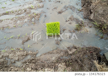 Agriculture 134176323