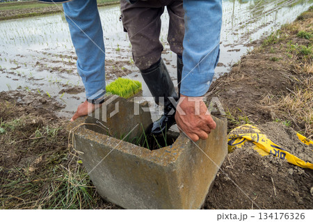 田植えで汚れた長靴の汚れを水口で洗い流す 田植えで汚れた長靴の汚れを水口で洗い流す 134176326