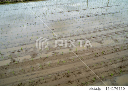 Agriculture Agriculture 134176330